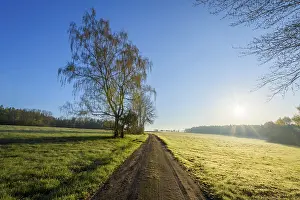 Central Europe Morning Scene Drucke: Path through meadow with morning sun