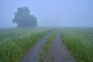 Cloudy Sky Nature Scene Drucke: Path, meadow, tree, fog, clouds