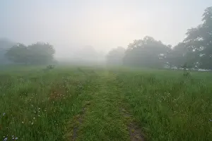 Cloudy Sky Germany Drucke: Path, meadow, trees, fog, clouds
