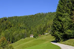European Botanical Garden Drucke: The path to the Najevnik lime tree