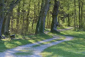 German Countryside Landscape Shot Drucke: Path, Park, Bench, Forest, Spring