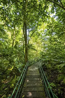 Tropical Nature Reserve Drucke: Path in the rainforest, dense vegetation