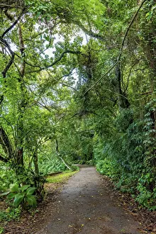 Brazilian Rainforest Landscape Drucke: Path through the rainforest through the trees in Rio de Janeiro