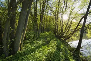 Deserted Valley Germany Drucke: path on riverside in spring with sun