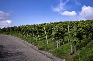 Southern Germany Wine Region Drucke: Path, road, through vineyard, vines