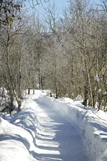 Winter Nature Scene Drucke: Path in the snow