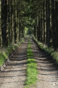 Open Air Nature Scene Drucke: Path in the spring forest and on the sides grows grass