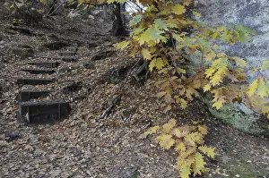 German Forest Path Drucke: Path, staircase, Barenstein