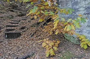 German Forest Path Drucke: Path, staircase, Barenstein