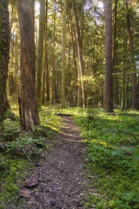 Schwarzwald Landscape Shot Drucke: A path through a sun-drenched forest