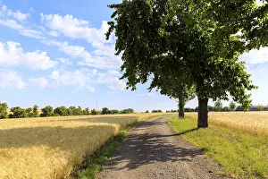 Cereal Cultivation Germany Drucke: Path with trees between mature grain fields