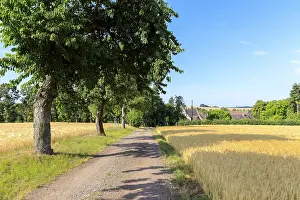 Agri Landscape Photo Drucke: Path with trees between mature grain fields