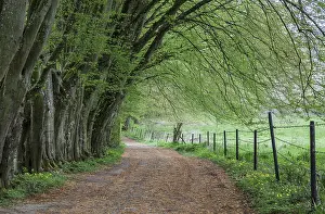 European Deserted Landscape Drucke: Path along trees and a meadow, Belgium
