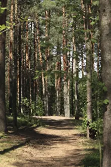 Pine Forest Path Drucke: Path among trees in a pine forest in summer on a sunny day