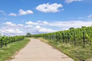 Vineyard Path Germany Drucke: Path between vineyards, Birkweiler