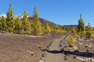 Canary Islands Scenery Drucke: Path through volcanic landscape with pine trees