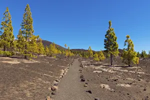 Tenerife National Park Drucke: Path through volcanic landscape with pine trees