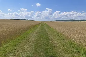 Bavaria Wheat Field Drucke: Path with wheat field in the summer