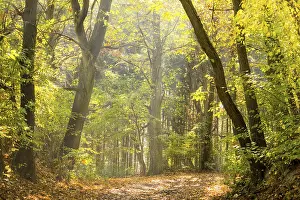 Deserted Forest Path Drucke: Pathway in the autumn forest