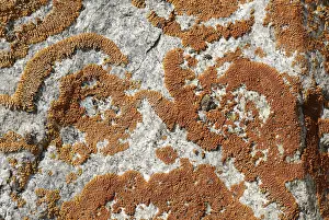 Asian Rock Formations Drucke: Pattern of braiding on stone, Saljugem