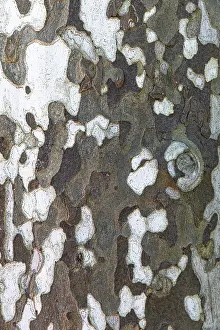 Plane Tree Bark Drucke: Patterned bark of a plane tree