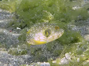 Bilder Datiert 2. August 2024: Print patterned pufferfish seagrass