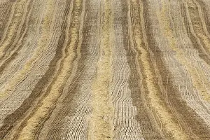 Field Cultivation Images Drucke: Patterns in cornfield after wheat harvest