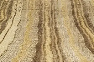 Grain Field Cultivation Drucke: Patterns in cornfield after wheat harvest
