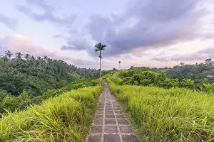 Tropical Vegetation Drucke: Paved path through tropical vegetation