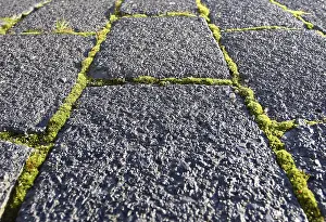 Overgrown With Moss Drucke: Pavement with moss