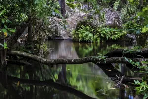Australian Nature Reserves Drucke: Peaceful pool with mirror reflections