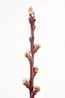 Deciduous Fruit Tree Drucke: Peach tree shoot in springtime (Prunus persica)