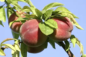 Fresh Fruit Images Drucke: Peaches