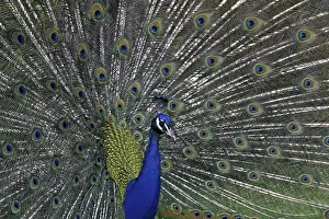 Indischer Pfau Drucke: Peacock
