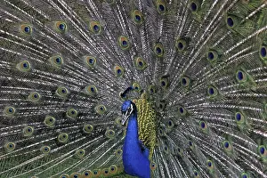 Indischer Pfau Drucke: Peacock