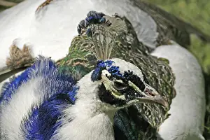 Drucke von Peacock Verwandte Bilder Drucke: Peacock
