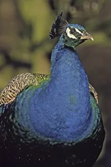 Wild Animal Head Shot Drucke: Peacock