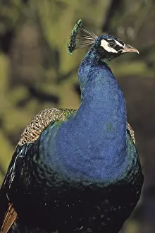 Indischer Pfau Drucke: Peacock
