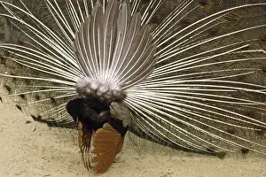 Indischer Pfau Drucke: Peacock