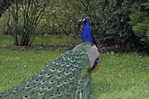 Indischer Pfau Drucke: Peacock