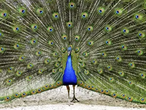 Indischer Pfau Drucke: peacock