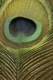 Indischer Pfau Drucke: Pfauenschwanz.