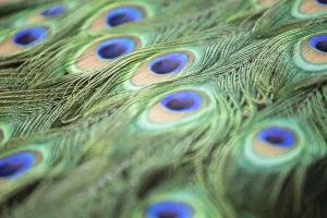 Eastern Europe Travel Images Drucke: Peacock feather close up macro