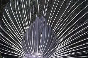 Indischer Pfau Drucke: Peacocks Feder von hinten