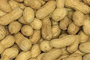Central Europe Fruits Drucke: Peanut (Arachis hypogaea), fruit