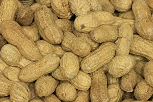 Central Europe Plants Drucke: Peanut (Arachis hypogaea), fruit