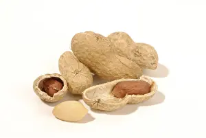 Close Up Peanuts Drucke: Peanuts
