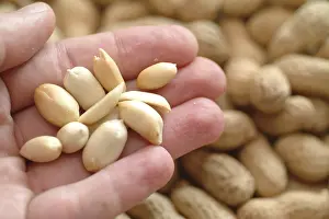 Peanut Nutrition Facts Drucke: Peanuts