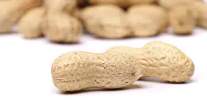 Legume Plant Images Drucke: Two peanuts in closeup on the peanut background