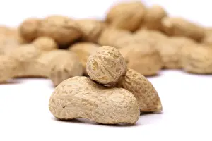 Bright Studio Shot Drucke: Two peanuts in closeup on the peanut background